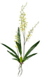 Green Cymbidium Orchid Plant